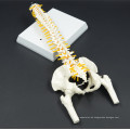 Niedrige Kosten mit Schwanzwirbel Lumbal Spine Model